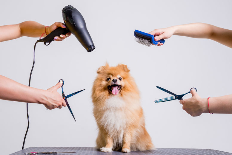 Dog grooming