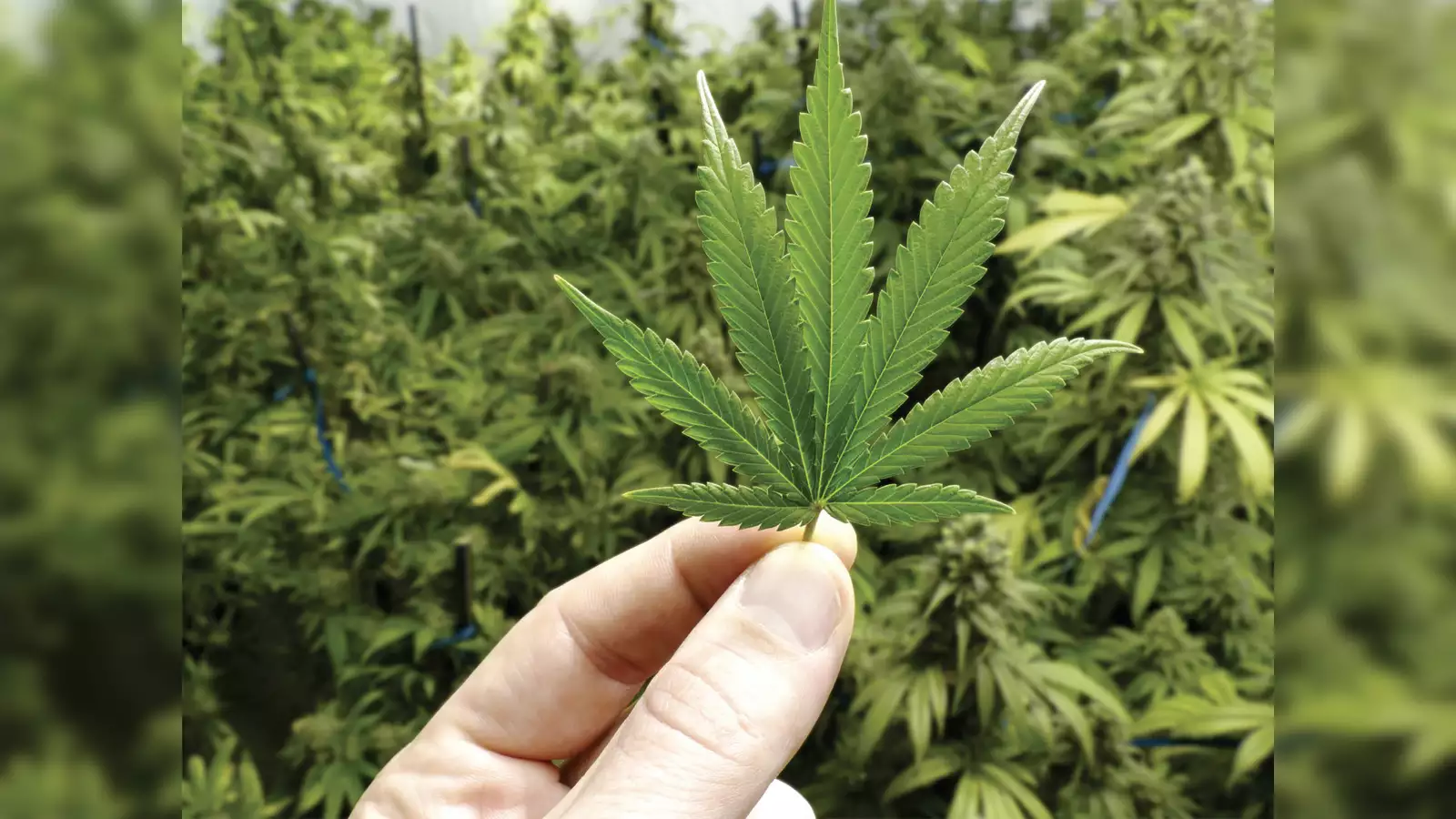 Online THC Store Canada