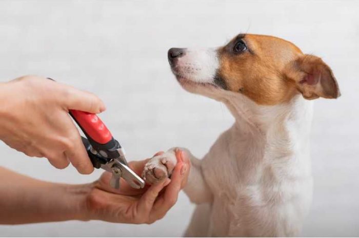 Top 3 Dog Grooming Tips